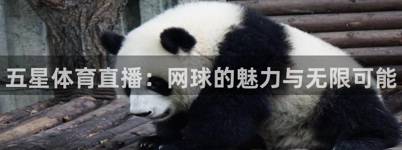 五星体育直播：网球的魅力与无限可能